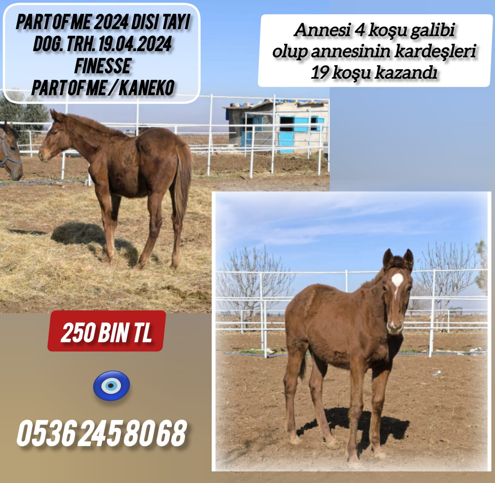 2024 Doğumlu Finesse Dişi Tayı Anne:Part of Me 250 bin TL.